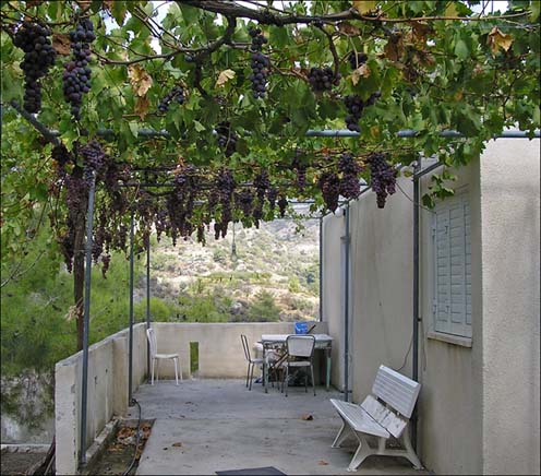 Cyprus2004_07_Grapes_04