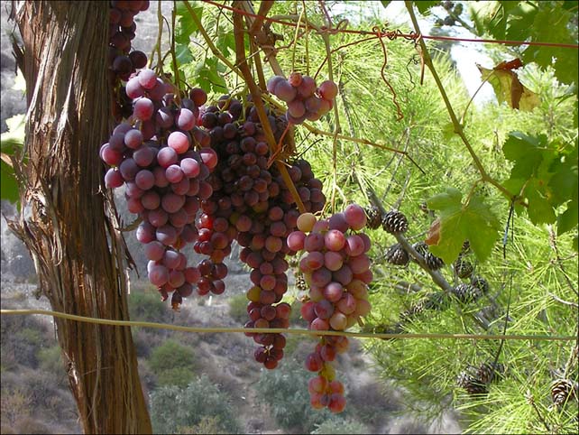 Cyprus2004_07_Grapes_06